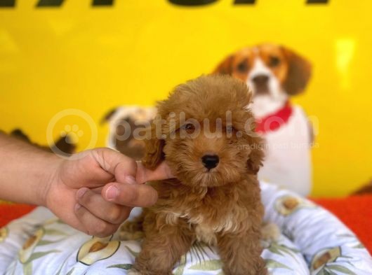 Safkan Red Malti̇poo Yavrulari görsel