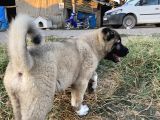 Mükemmel Anatomi Kangal Yavrular