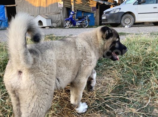Mükemmel Anatomi Kangal Yavrular görsel