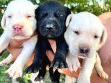 Labrador Yavrular