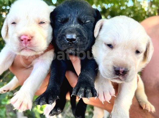 Labrador Yavrular görsel