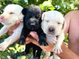 Labrador Yavrular