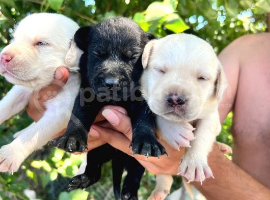 Labrador Yavrular görsel