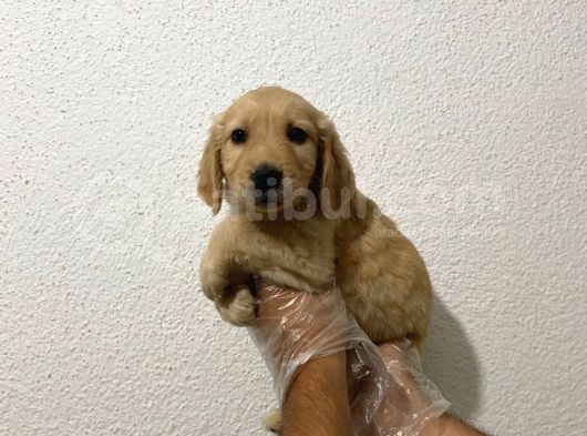 Baby Face Yüz Yapili Golden Yavrulari