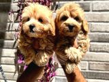 Maltipoo Yavrular