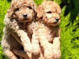 Poodle Yavrular