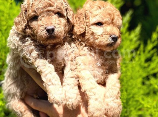 Poodle Yavrular görsel