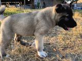 Mükemmel anatomi KANGAL yavrular