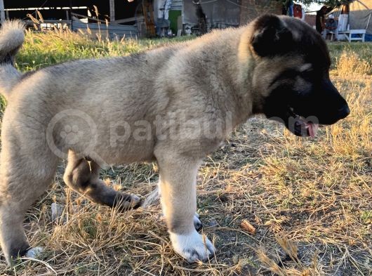Mükemmel Anatomi Kangal Yavrular