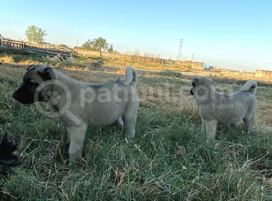 Mükemmel Anatomi Kangal Yavrular görsel