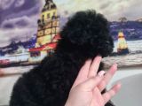 Si̇yah İnci̇ Poodle Yavrumuz
