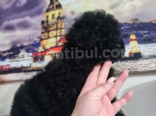 Si̇yah İnci̇ Poodle Yavrumuz görsel