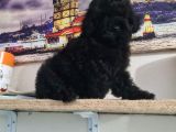 Si̇yah İnci̇ Poodle Yavrumuz