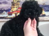 Si̇yah İnci̇ Poodle Yavrumuz