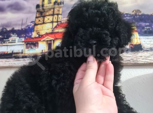 Si̇yah İnci̇ Poodle Yavrumuz görsel