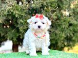 Kar Küresi Maltese