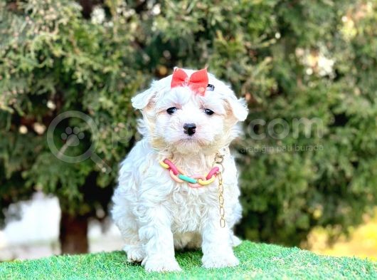 Kar Küresi Maltese görsel