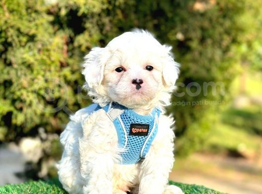 Kar Küresi Maltese görsel