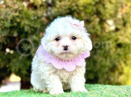 Kar Küresi Maltese