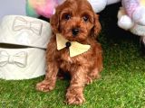 Toy poodle yavrular