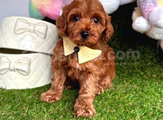 Toy Poodle Yavrular