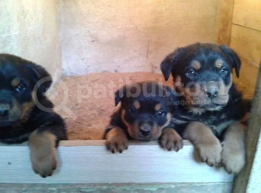 Koca Kafa Rottwei̇ler Yavrularimiz görsel