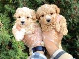 Güzel yüzlü maltipoo bebeklerimiz