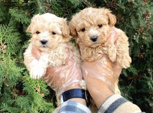 Güzel Yüzlü Maltipoo Bebeklerimiz