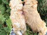 Güzel Yüzlü Maltipoo Bebeklerimiz