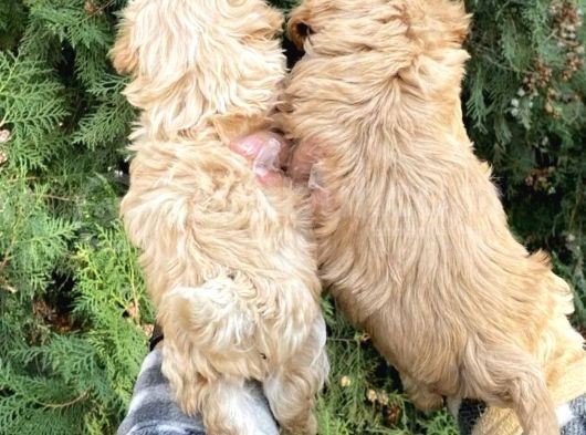 Güzel Yüzlü Maltipoo Bebeklerimiz görsel
