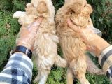 Güzel Yüzlü Maltipoo Bebeklerimiz