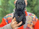 Siyah toy poodle bebeklerimiz