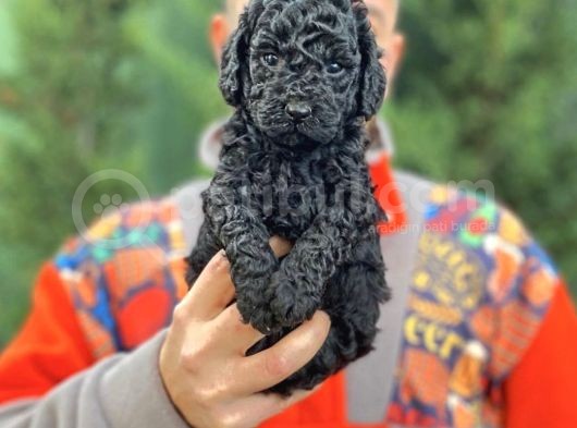 Siyah Toy Poodle Bebeklerimiz