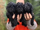 Siyah Toy Poodle Bebeklerimiz