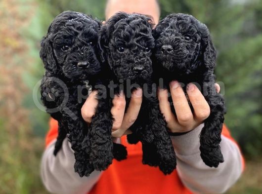Siyah Toy Poodle Bebeklerimiz görsel