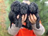 Siyah Toy Poodle Bebeklerimiz