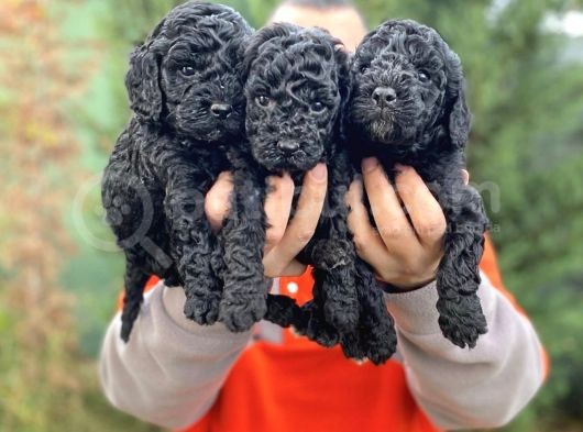 Siyah Toy Poodle Bebeklerimiz görsel