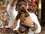 Irk ve sağlık garantili kızıl doberman yavrularımız