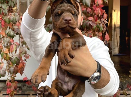 Irk Ve Sağlık Garantili Kızıl Doberman Yavrularımız