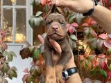 Irk Ve Sağlık Garantili Kızıl Doberman Yavrularımız
