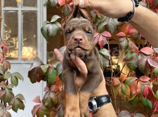 Irk Ve Sağlık Garantili Kızıl Doberman Yavrularımız görsel