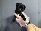 Şaşkın Bakış Pug Mops