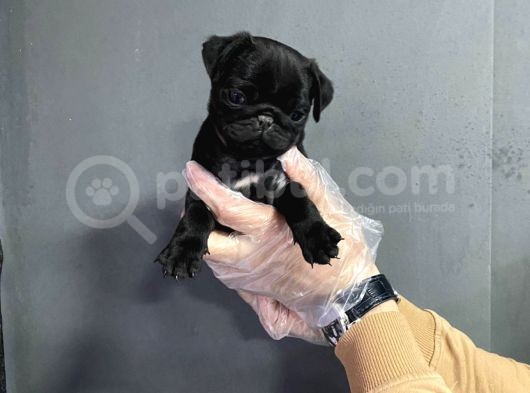 Şaşkın Bakış Pug Mops görsel