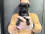 Şaşkın bakış pug mops