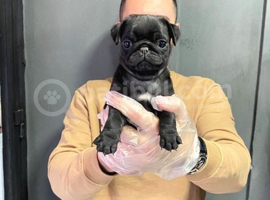 Şaşkın Bakış Pug Mops