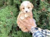 Sevimli maltipoo yavrularımız