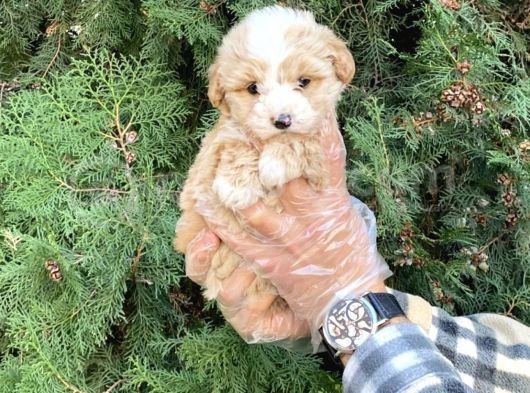 Sevimli Maltipoo Yavrularımız