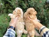 Sevimli Maltipoo Yavrularımız