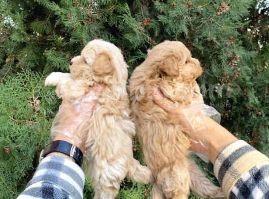 Sevimli Maltipoo Yavrularımız görsel