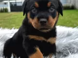 Anatomi Harikası Rottweiler Yavrular Erkek - Dişi